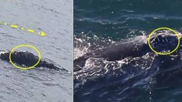 Von Irland nach Boston: Seltener Glattwal legt eine Rekordreise zurück