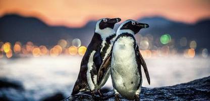 Südafrika: Sardinenmangel löste Massensterben von Pinguinen aus