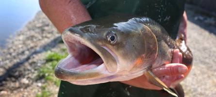 sie protestieren gegen die kraftwerkspläne im augsburger stadtwald