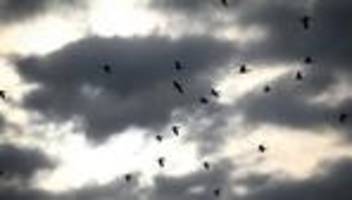 Natur: Monitoring: Zahl der Kormorane am Bodensee deutlich gesunken