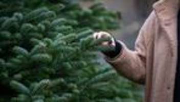 Weihnachten: Weihnachtsbäume kosten etwas mehr – Nordmanntanne ab 23 Euro