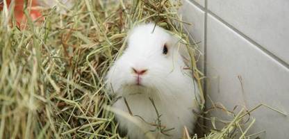 Momfluencerin soll Kaninchen im Wald ausgesetzt haben – und erntet Shitstorm