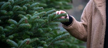 Christbaum kaufen in besonderer Atmosphäre? Neun Tipps für die Region Augsburg