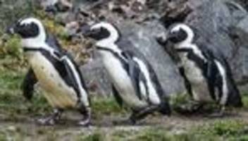 Vom Aussterben bedrohte Art: Das Sterben der Brillenpinguine: Ursache ermittelt