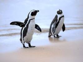 brillenpinguine kurz vorm aussterben: afrikas einzige pinguinart verhungert qualvoll