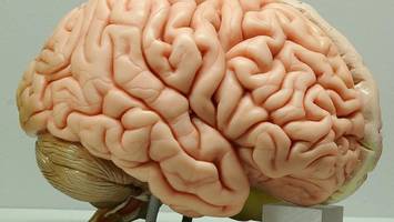 gehirn verdrahtet sich laut studie viermal im leben neu