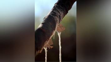 Zucker-Alternative mit Heilkraft? Italiener schwören auf biblisches Lebensmittel