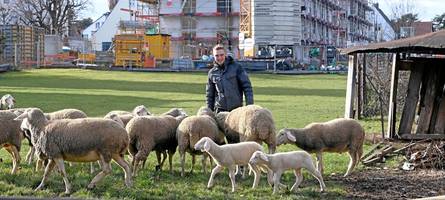 „Die älteren Nachbarn freuen sich, wenn sie Schafe sehen“ – So lebt es sich als städtischer Landwirt