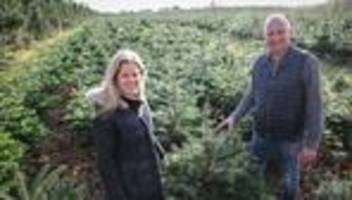 innovation für landwirtschaft: wenn weihnachtbäume unter aufsicht von drohnen wachsen