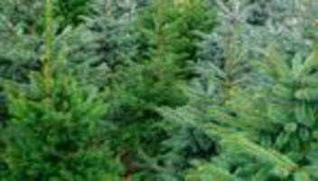 Kriminalität: 130 Weihnachtsbäume in Cottbus gestohlen
