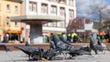 Tiere: Warum Falken in Limburg kaum gegen Tauben helfen dürften