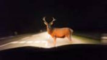 Wildunfälle: Fernlicht erhöht die Gefahr von Wildunfällen. Stimmt's?