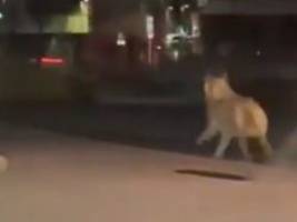 Sehr ungewöhnlich: Wolf rennt durch das Zentrum von Lüdenscheid