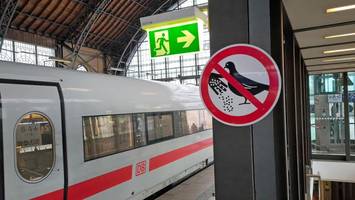 Bahnhof Dammtor: Tauben füttern verboten – das kostet der Verstoß