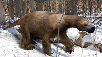 Frühmenschen: Verantwortung für das Aussterben der Megafauna?