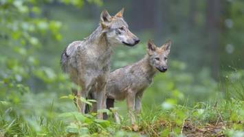 Zu frech: Wolfswelpen knabbern Wildkameras bei Hamburg an