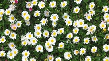 nickel aus gänseblümchen: start-up erntet metalle für e-autos vom feld