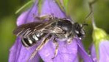 Auszeichnungen: Glockenblumen-Schmalbiene ist Wildbiene des Jahres 2026
