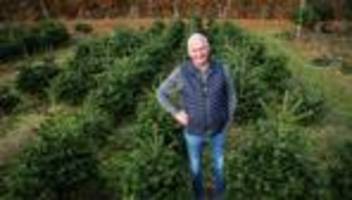 Baumschule: Produzent: Kunden kaufen Weihnachtsbaum früher