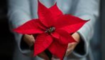 pflanzen: heimische produktion an weihnachtssternen geht zurück