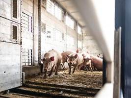 gesetz wird überarbeitet: koalition verschiebt pflicht zur schweinefleisch-kennzeichnung