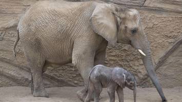 In Europa einzigartig: Hier ist Elefanten-Kuh Kariba nicht länger allein
