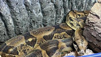 boa in plastiktüte ausgesetzt: tierheim rettet schlange aus eisiger kälte