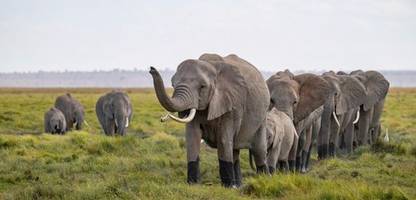 Afrika: Elefanten, Giraffen und Nashörner folgen dem Salz