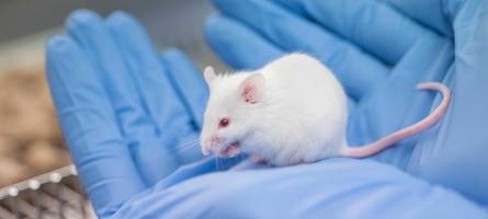 immer mehr tierversuche an der uni augsburg: man darf sich nichts vormachen