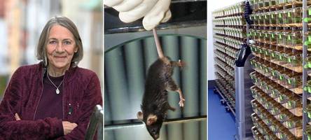 uni augsburg weitet umstrittene tierversuche aus – auch mit kaninchen, schafen und ziegen?