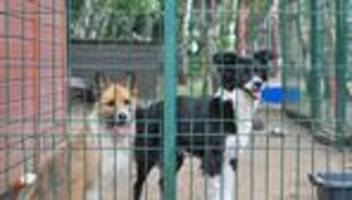 Haustiere: Warnung: Tiere sind keine Geschenke für Weihnachten