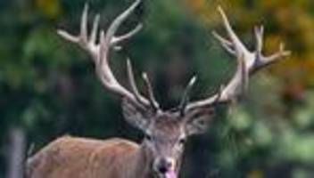 tier des jahres: röhrt er oder röchelt er? wie es dem thüringer rotwild geht