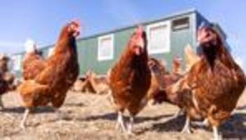 Tiere: Hessen lockert Regeln für Direktverkauf von Frischgeflügel
