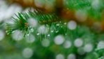 Unfall: Verlorener Weihnachtsbaum sorgt für Unfall