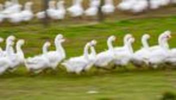 Weihnachtsbraten: Keine Antibiotika-Rückstände im Gänsefleisch