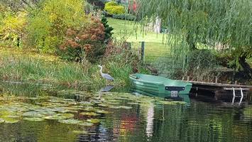 Waldsee Zehlendorf: Wie das verdreckte Gewässer jetzt gerettet wird