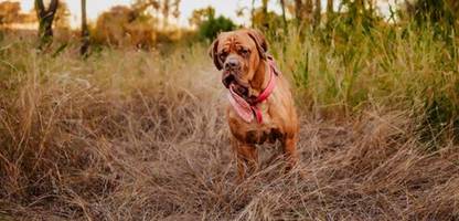 Hunde: Guinness-Weltrekord - Ozzy hat mit fast 20cm Länge die längste Hundezunge der Welt