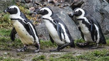 drama vor südafrikas küste: pinguine kämpfen mit menschen um nahrung