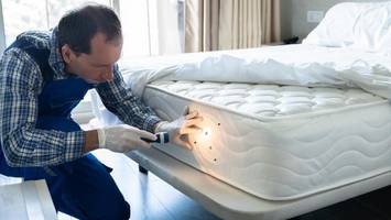 hund von kakerlaken angeknabbert: kammerjäger erzählt von krassen fällen