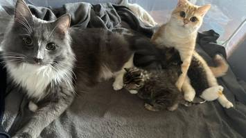 kater smoky getötet? polizei ermittelt wegen möglicher tierquälerei