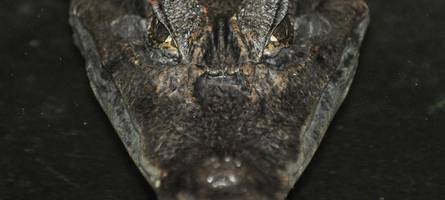 tennis, reptilien und ein bulle aus bronze: dafür gibt bayern das „sondervermögen“ aus