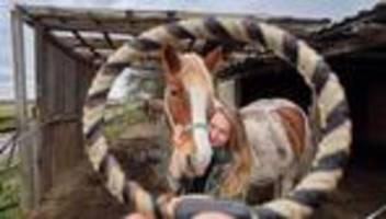 Emotionales Handwerk: Schmuck aus Pferdehaar - Peinerin fertigt emotionale Kunst