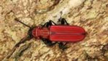 Seltener Käfer: Erstmals Scharlachkäfer im Nationalpark nachgewiesen