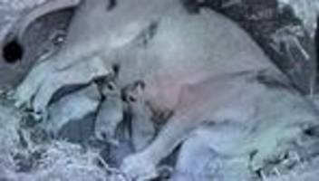 Tiere: Löwenbabys im Kölner Zoo geboren