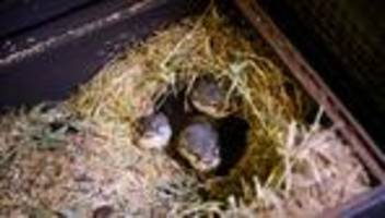 Vierlinge: Vierfacher Nachwuchs bei den Ottern im Tierpark Berlin