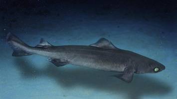 Kosmetik-Hersteller rotten Tiefsee-Kreatur aus – Experten warnen