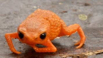 nach präsident benannt: forscher entdecken neuen mini-frosch in brasilien