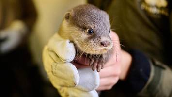 Otter-Quartett verzückt den Berliner Tierpark – „Unglaublich munter“