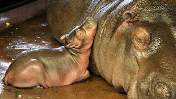 Zoo sucht Hippo-Namen – diese witzigen Vorschläge gingen bislang ein