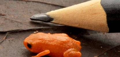 Brasilien: Neuer Minifrosch »Brachycephalus lulai« entdeckt
